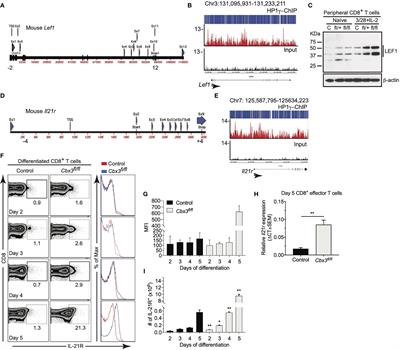 Targeting Cbx3/HP1γ Induces LEF-1 and IL-21R to Promote Tumor-Infiltrating CD8 T-Cell Persistence